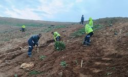 GEBZE’DE YEŞİL SEFERBERLİĞİ: BALÇIK’A 4 BİN 500 SEDİR