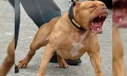 ETİMESGUT’TA PITBULL SALDIRISI: SAHİBİNE 7,5 YILA KADAR HAPİS TALEBİ