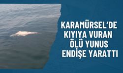 KARAMÜRSEL’DE ŞOK GÖRÜNTÜ: KIYIYA VURAN ÖLÜ YUNUS ENDİŞE YARATTI
