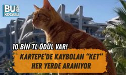 10 BİN TL ÖDÜL VAR! KARTEPE’DE KAYBOLAN “KET” HER YERDE ARANIYOR