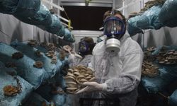 HOBİ OLARAK BAŞLADI, GÜNDE 1 TONA YAKIN HASAT YAPIYOR