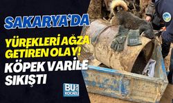 SAKARYA’DA YÜREKLERİ AĞZA GETİREN OLAY! KÖPEK VARİLE SIKIŞTI
