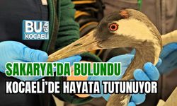 SAKARYA’DA BULUNDU, KOCAELİ’DE HAYATA TUTUNUYOR