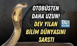 OTOBÜSTEN DAHA UZUN! DEV YILAN BİLİM DÜNYASINI SARSTI