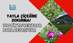 YAYLA ÇİÇEĞİNE DOKUNMA! 700 BİN TL’YE KADAR PARA CEZASI VAR