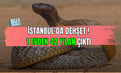 İSTANBUL'DA ŞOK EDEN OLAY : BİR EVDEN 42 YILAN ÇIKTI