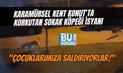 KARAMÜRSEL KENT KONUT’TA KORKUTAN SOKAK KÖPEĞİ İSYANI: "ÇOCUKLARIMIZA SALDIRIYORLAR!"