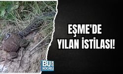 EŞME'DE YILAN İSTİLASI!