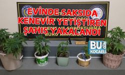 EVİNDE SAKSIDA KENEVİR YETİŞTİREN ŞAHIS YAKALANDI