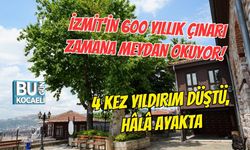 İZMİT'İN 600 YILLIK ÇINARI ZAMANA MEYDAN OKUYOR! 4 KEZ YILDIRIM DÜŞTÜ, HÂLÂ AYAKTA