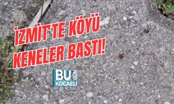 İZMİT'TE KÖYÜ KENELER BASTI!