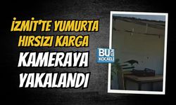 İZMİT'TE YUMURTA HIRSIZI KARGA KAMERAYA YAKALANDI