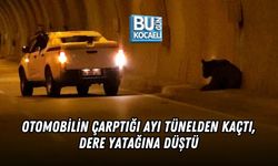 OTOMOBİLİN ÇARPTIĞI AYI TÜNELDEN KAÇTI, DERE YATAĞINA DÜŞTÜ