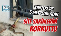 KARTEPE’DE 5 METRELİK YILAN PANİĞİ SİTE SAKİNLERİNİ KORKUTTU