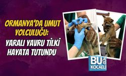 ORMANYA’DA UMUT YOLCULUĞU: YARALI YAVRU TİLKİ HAYATA TUTUNDU