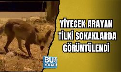 YİYECEK ARAYAN TİLKİ SOKAKLARDA GÖRÜNTÜLENDİ