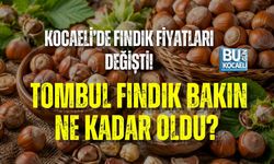 KOCAELİ’DE FINDIK FİYATLARI DEĞİŞTİ! TOMBUL FINDIK BAKIN NE KADAR OLDU