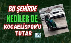 BU ŞEHİRDE KEDİLER DE KOCAELİSPOR’U TUTAR