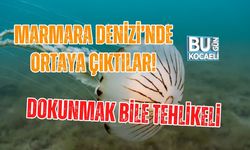 MARMARA DENİZİ’NDE ORTAYA ÇIKTILAR! DOKUNMAK BİLE TEHLİKELİ