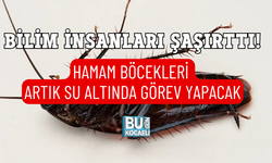 BİLİM İNSANLARI ŞAŞIRTTI! HAMAM BÖCEKLERİ ARTIK SU ALTINDA GÖREV YAPACAK