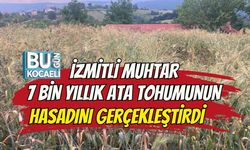 İZMİTLİ MUHTAR 7 BİN YILLIK ATA TOHUMUNUN HASADINI GERÇEKLEŞTİRDİ