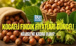KOCAELİ FINDIK FİYATLARI GÜNCEL! KİLOSU NE KADAR OLDU?