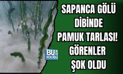 SAPANCA GÖLÜ'NÜN DİBİNDE PAMUK TARLASI! GÖRENLER ŞOK OLDU