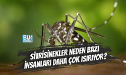SİVRİSİNEKLER NEDEN BAZI İNSANLARI DAHA ÇOK ISIRIYOR?