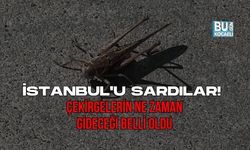 İSTANBUL'U SARDILAR! ÇEKİRGELERİN NE ZAMAN GİDECEĞİ BELLİ OLDU