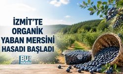 İZMİT'TE ORGANİK YABAN MERSİNİ HASADI BAŞLADI