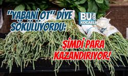 "YABANİ OT" DİYE SÖKÜLÜYORDU:  ŞİMDİ PARA KAZANDIRIYOR!