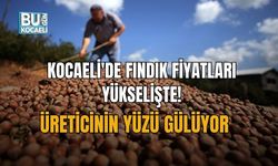 KOCAELİ'DE FINDIK FİYATLARI YÜKSELİŞTE! ÜRETİCİNİN YÜZÜ GÜLÜYOR