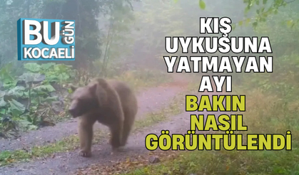 KIŞ UYKUSUNA YATMAYAN AYI BAKIN NASIL GÖRÜNTÜLENDİ