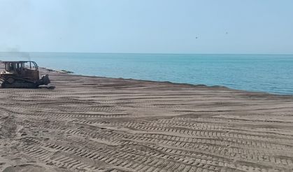 Ölü Yunus Balığı Sahile Vurdu