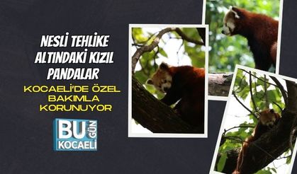 Nesli Tehlike Altındaki Kızıl Pandalar Kocaeli’de Özel Bakımla Korunuyor