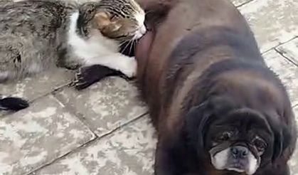 Görenler inanamadı, Köpek Kediyi Sokak Ortasında Emzirdi