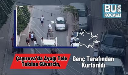 Çayırova’da Ayağı Tele Takılan Güvercin, Genç Tarafından Kurtarıldı