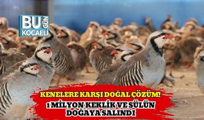 Kenelere Karşı Doğal Çözüm! 1 Milyon Keklik ve Sülün Doğaya Salındı