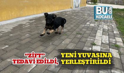 “Zift” Tedavi Edildi, Yeni Yuvasına Yerleştirildi