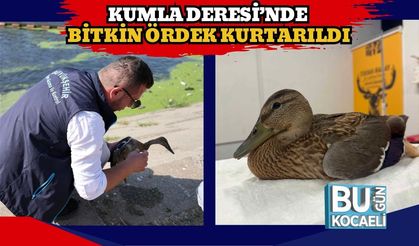 Kumla Deresi’nde Bitkin Ördek Kurtarıldı
