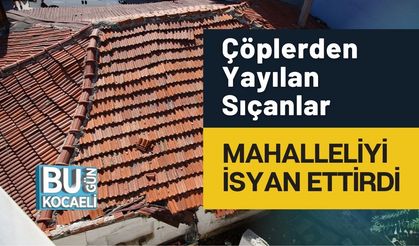 Çöplerden Yayılan Sıçanlar Mahalleliyi İsyan Ettirdi