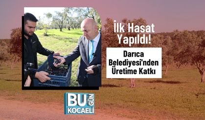 İlk Hasat Yapıldı! Darıca Belediyesi'nden Üretime Katkı