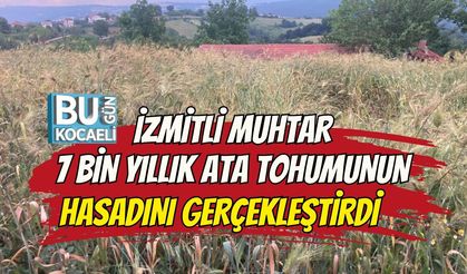 İZMİTLİ MUHTAR 7 BİN YILLIK ATA TOHUMUNUN HASADINI GERÇEKLEŞTİRDİ