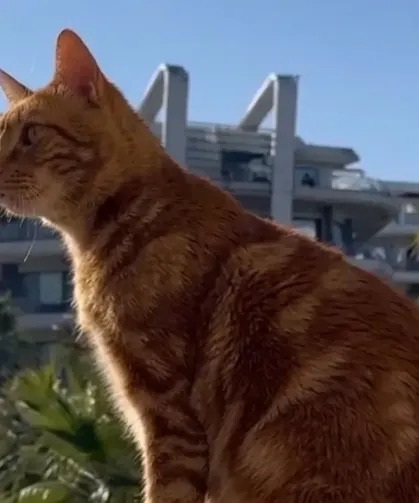 10 BİN TL ÖDÜL VAR! KARTEPE’DE KAYBOLAN “KET” HER YERDE ARANIYOR