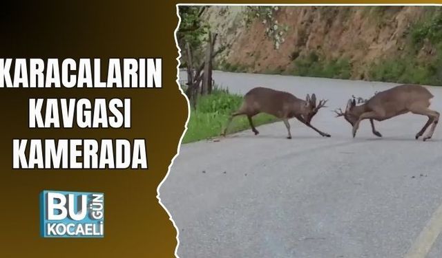 KARACALARIN KAVGASI KAMERADA