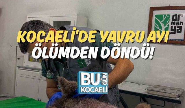 Kocaeli’de Yavru Ayı Ölümden Döndü!