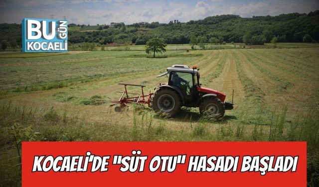 Kocaeli’de “süt otu” hasadı başladı