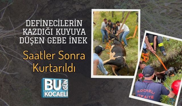 Definecilerin Kazdığı Kuyuya Düşen Gebe İnek Saatler Sonra Kurtarıldı