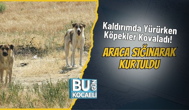 Kaldırımda Yürürken Köpekler Kovaladı! Araca Sığınarak Kurtuldu