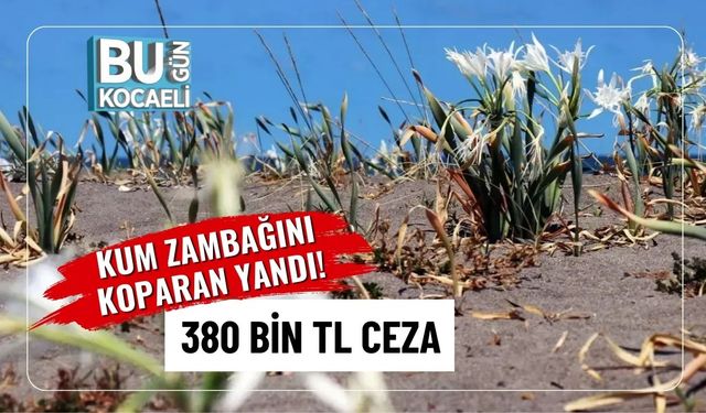 Kum Zambağını Koparan Yandı! 380 Bin TL Ceza